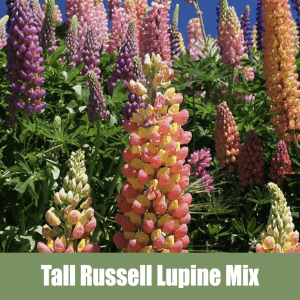 Tall Russell Lupine, Lupinus polyphyllus